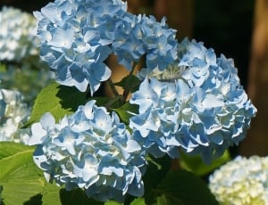 blue and white petaled flower thumbnail