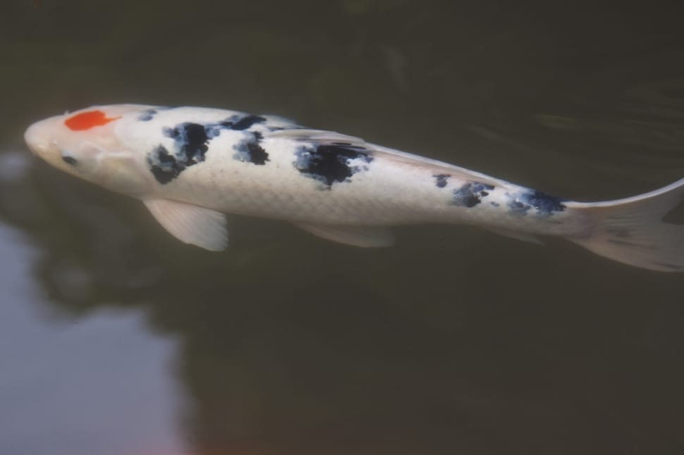 white black and orange koi fish on water preview