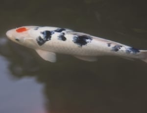 white black and orange koi fish on water thumbnail