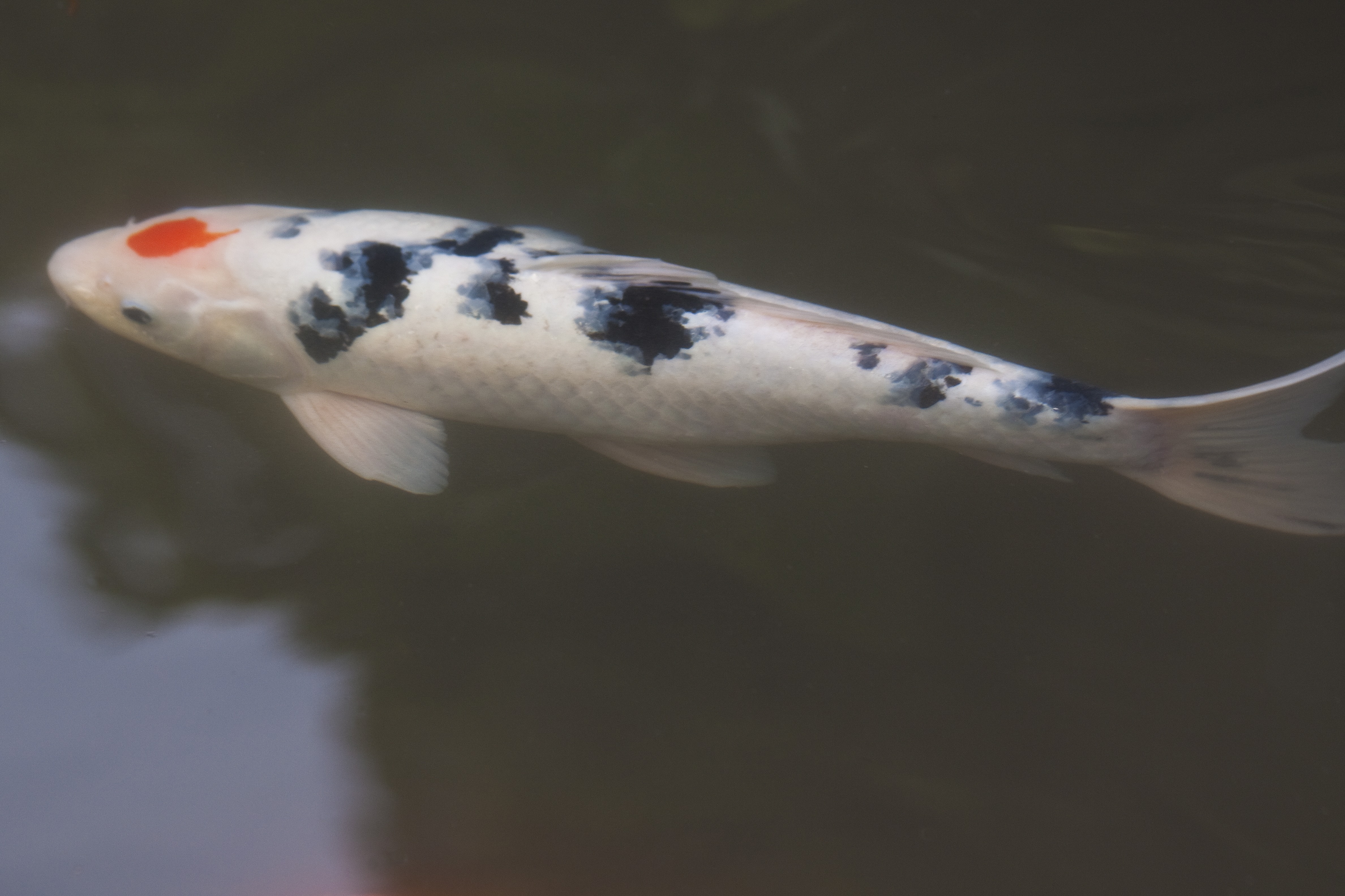 white black and orange koi fish on water