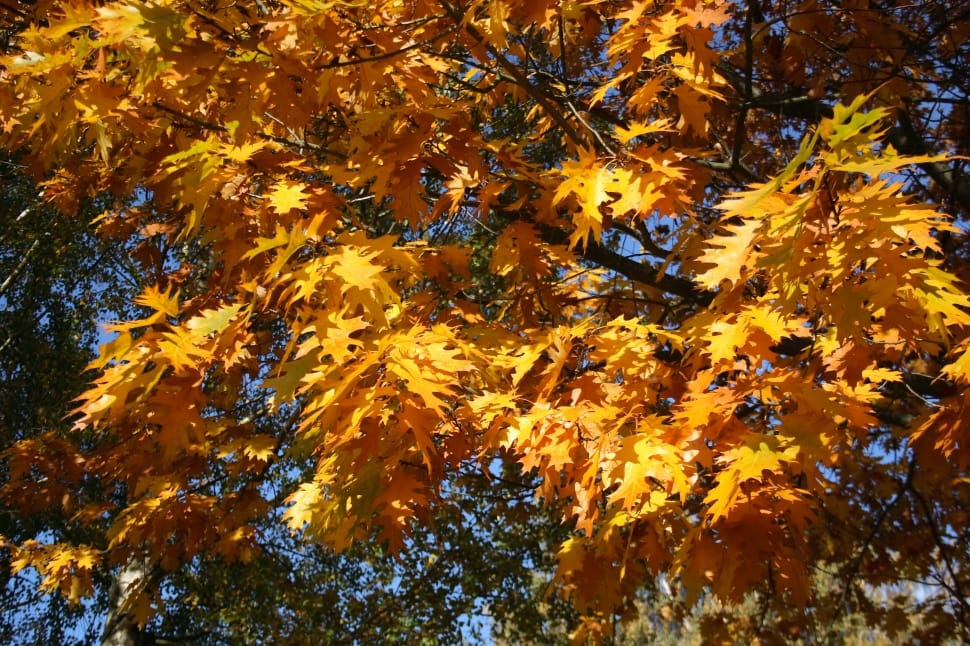 brown maple tree preview