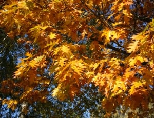 brown maple tree thumbnail