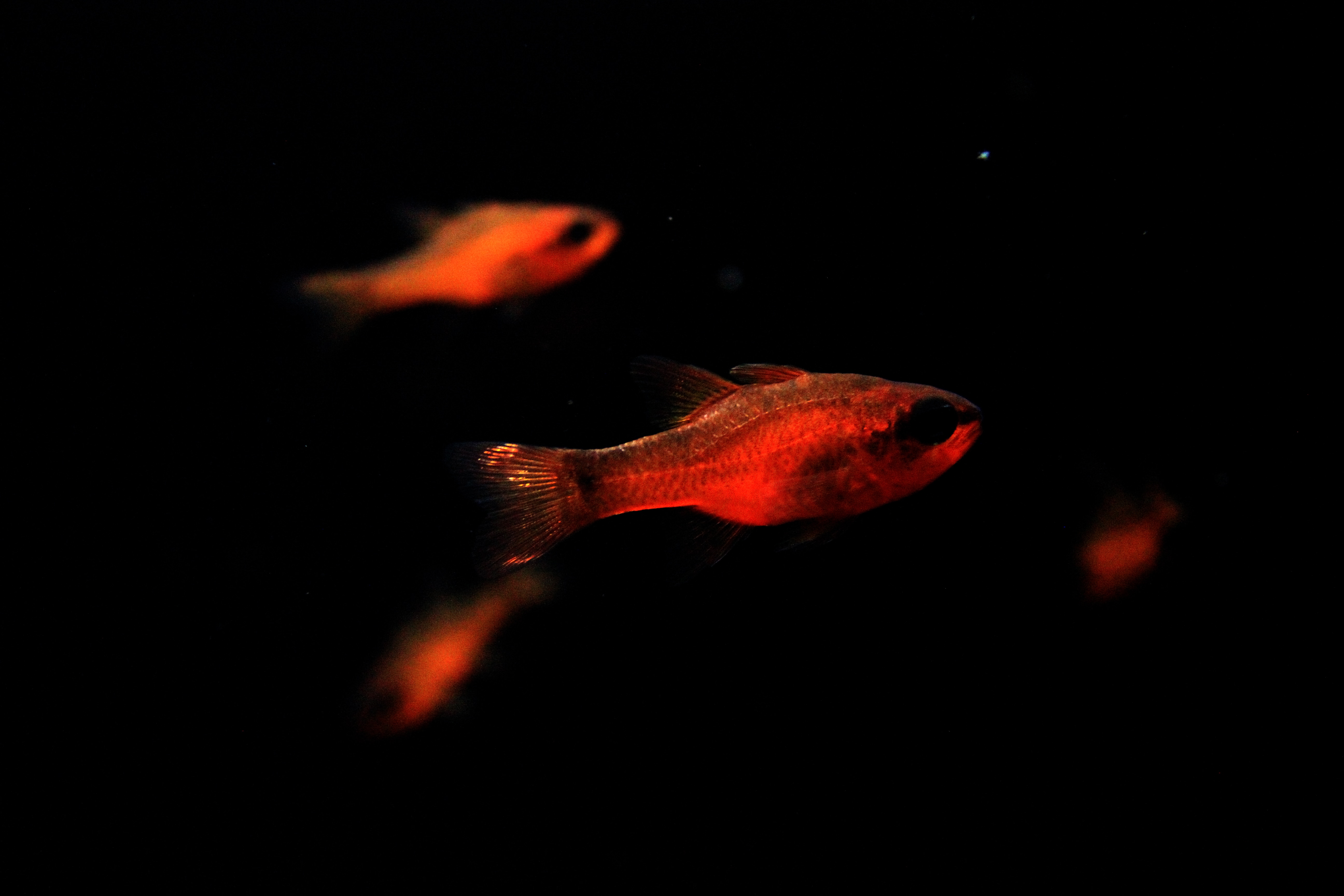 orange fish illustration