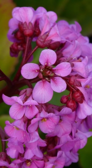 pink 5 petaled flowers thumbnail
