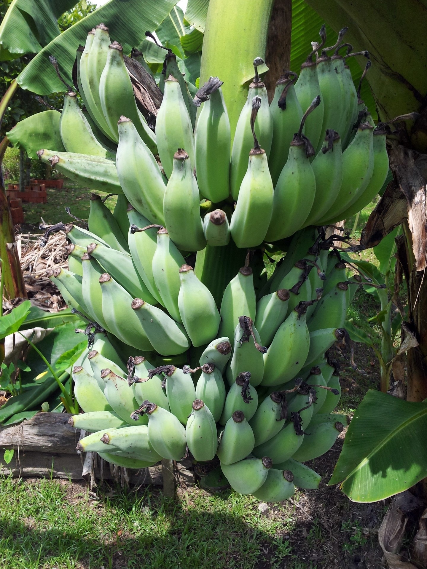 unripe bananas