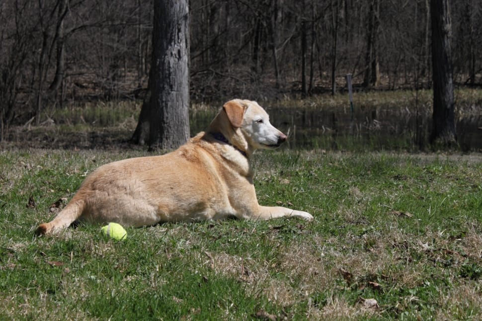 yellow labrador retriever lying on grass field preview
