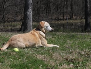 yellow labrador retriever lying on grass field thumbnail