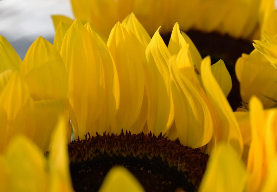 close up photo of yellow sunflower preview