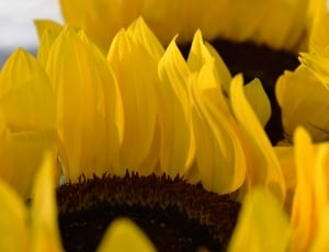 close up photo of yellow sunflower thumbnail