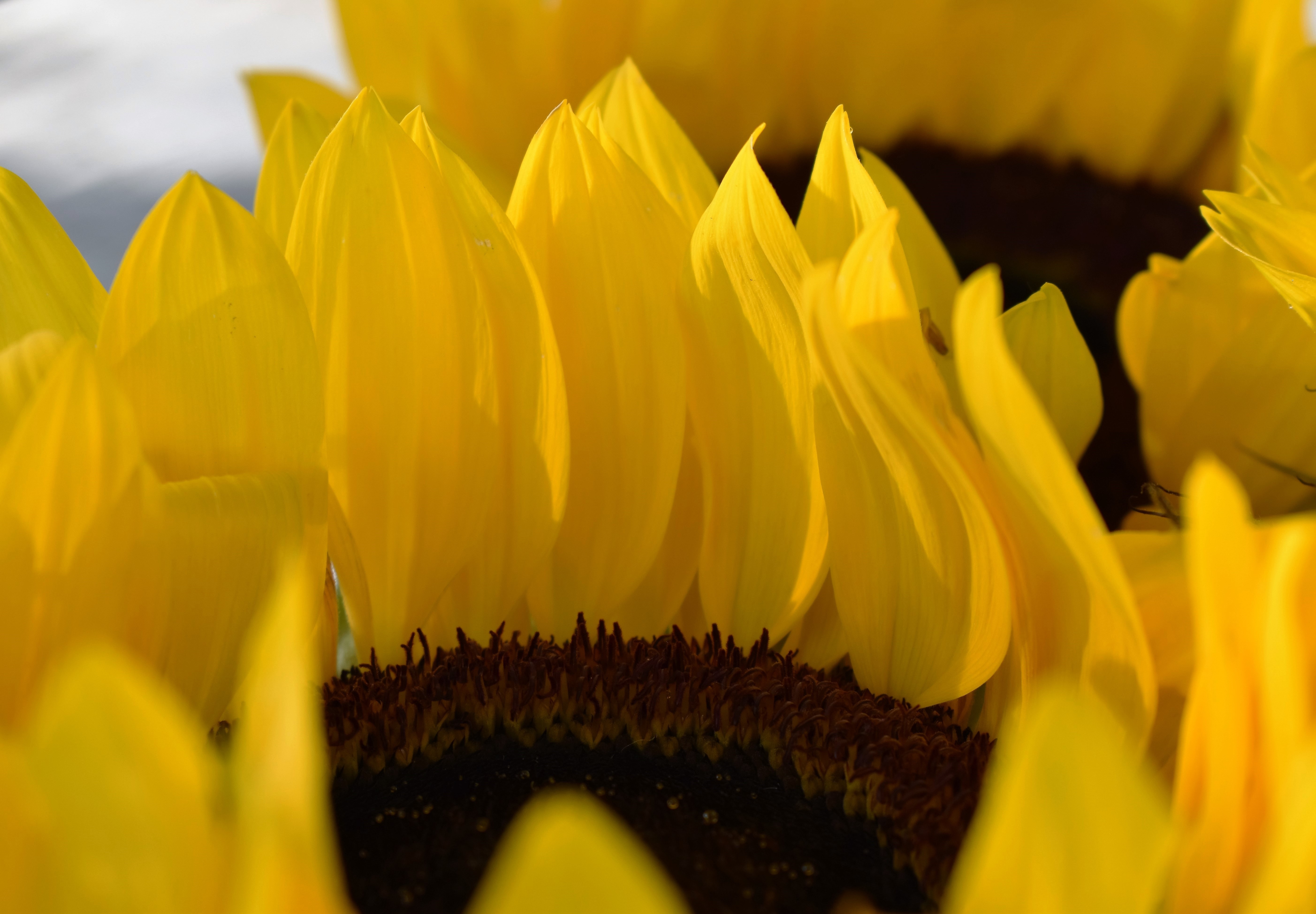 close up photo of yellow sunflower