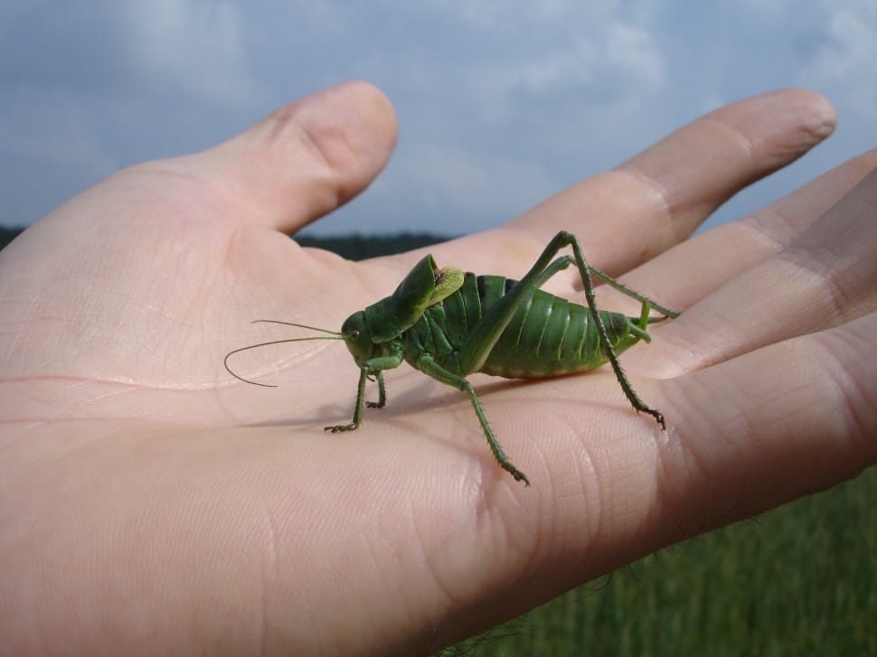 green grasshopper preview
