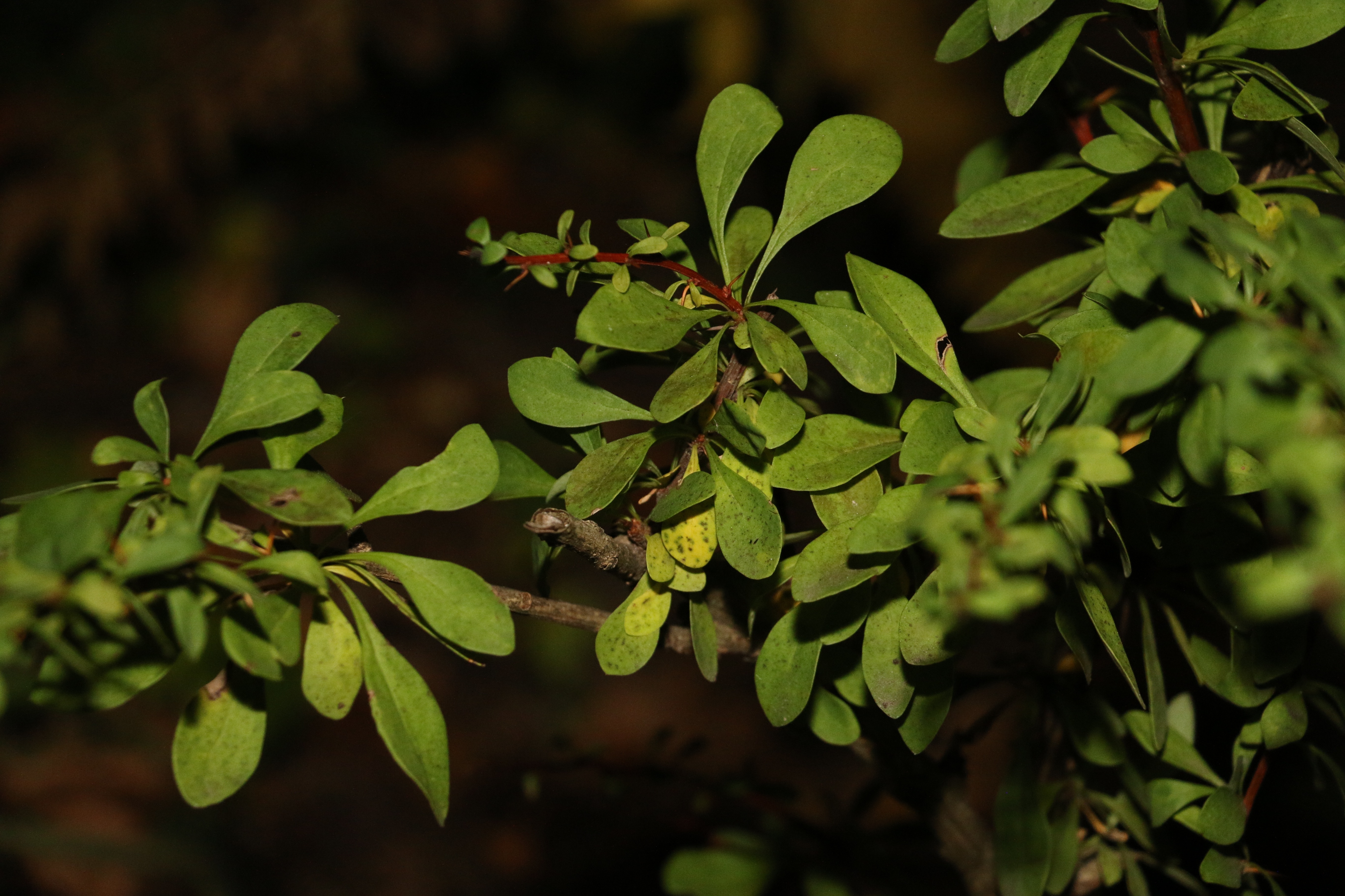 green leaved plant