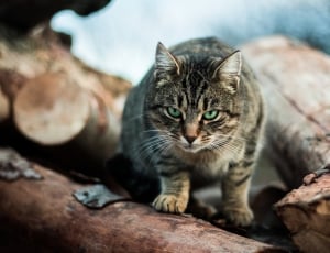 black and gray cat in pile of firewood thumbnail