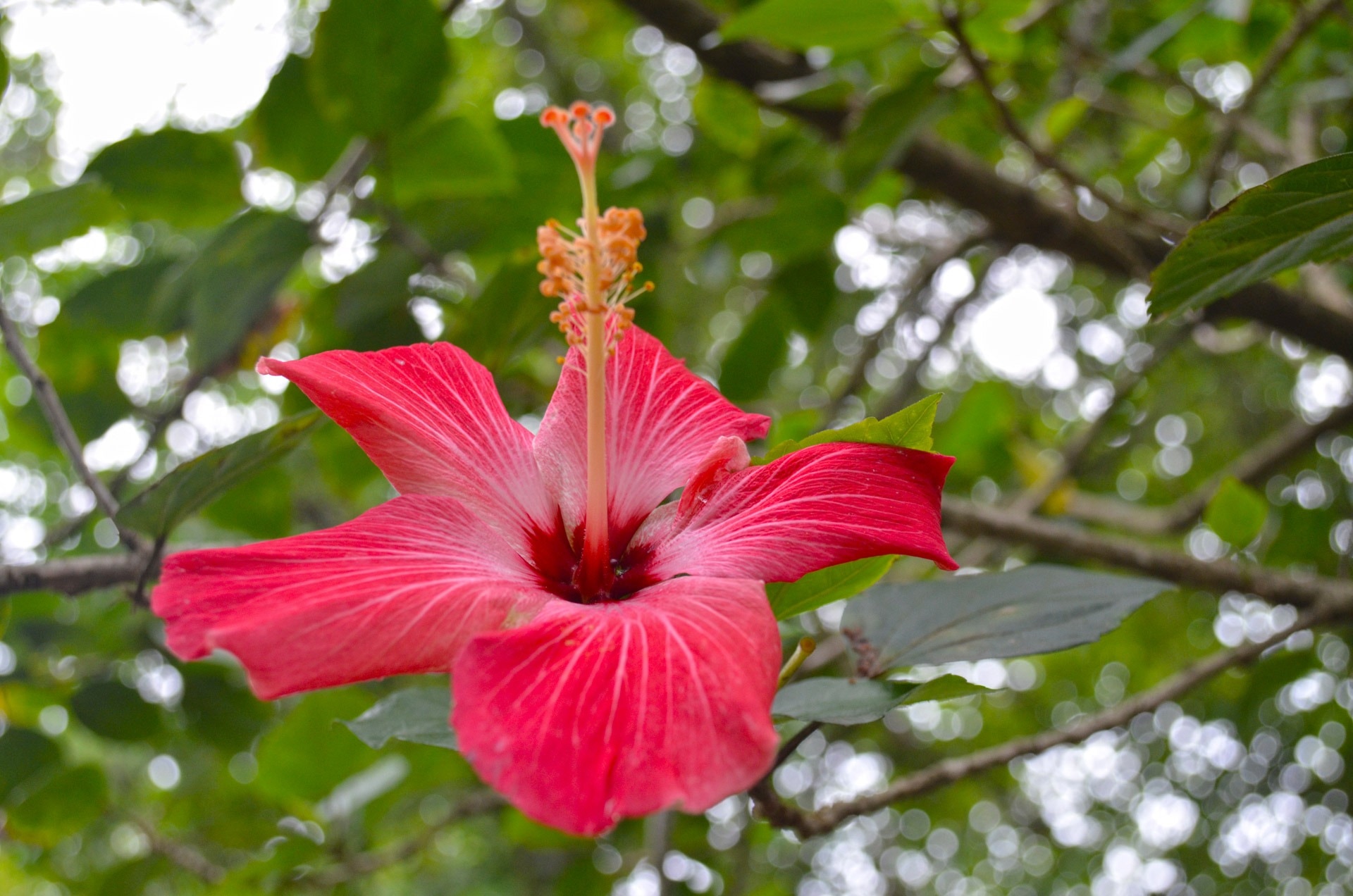 red hibiscus