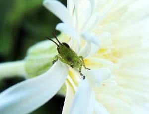 green grasshopper on white flower thumbnail