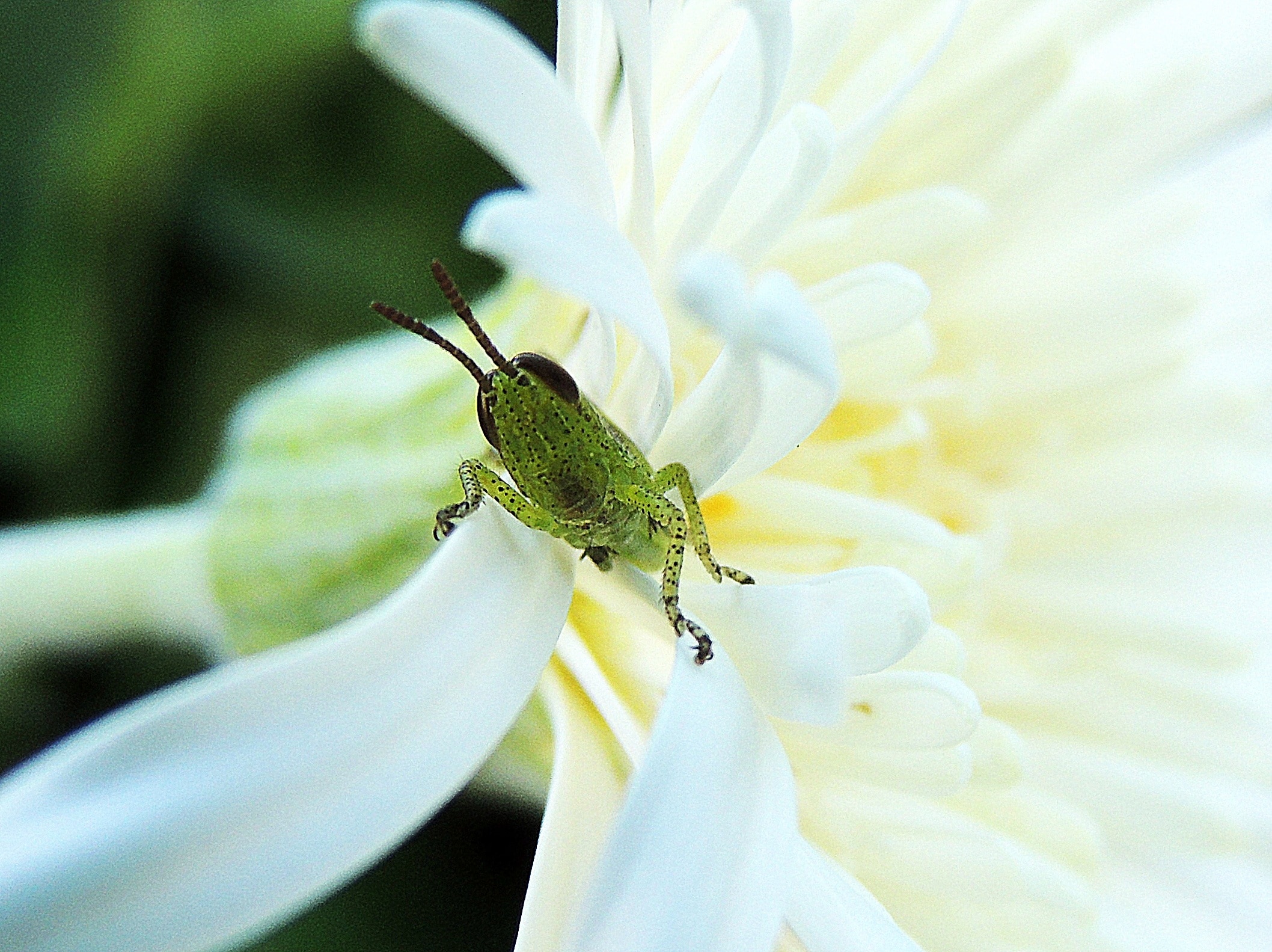 green grasshopper on white flower