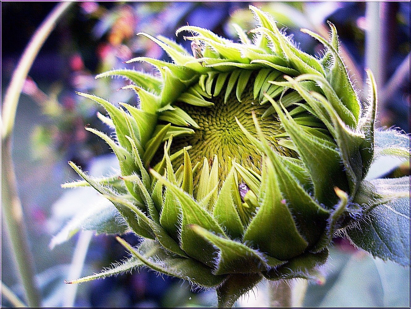 green sunflower