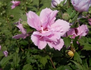 pink petal flower thumbnail