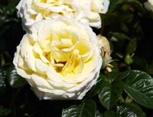 yellow petal rose thumbnail