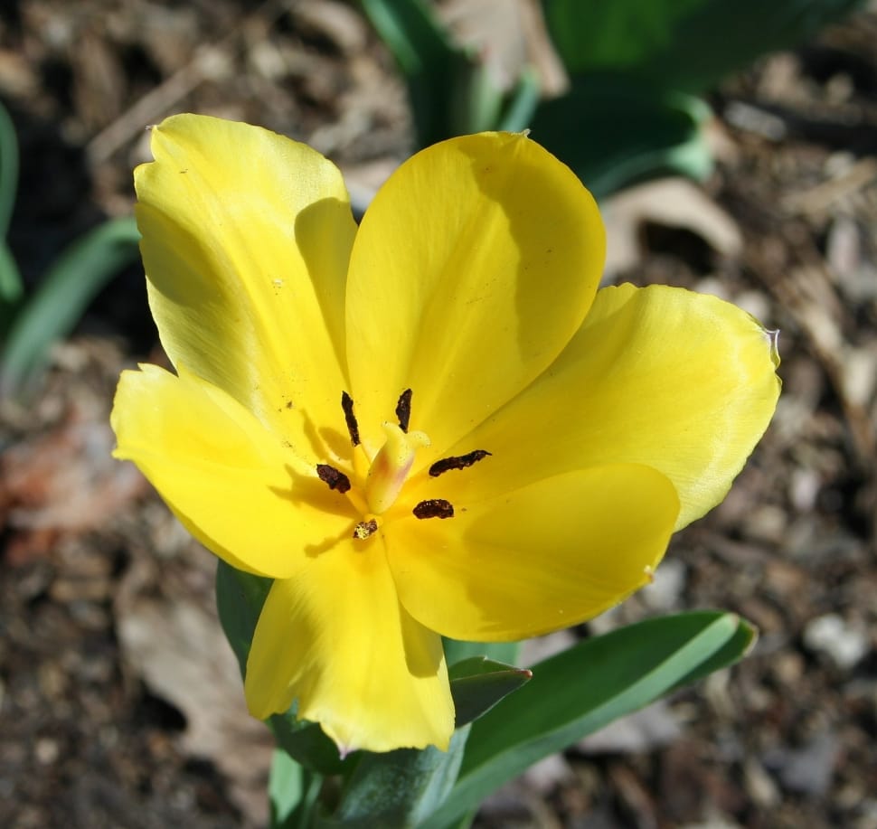 yellow tulip preview