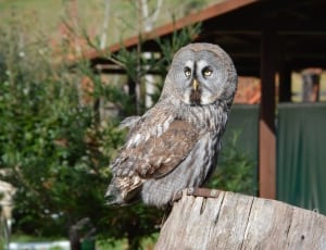grey and brown owl thumbnail