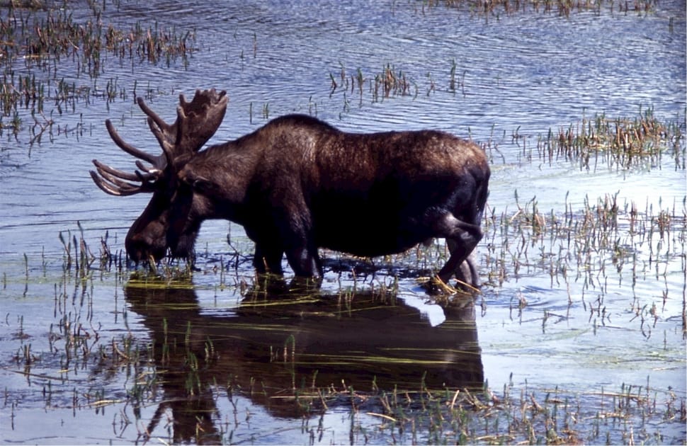 black moose preview