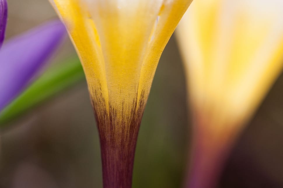 purple and yellow crocus preview