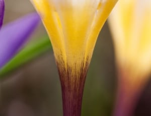 purple and yellow crocus thumbnail