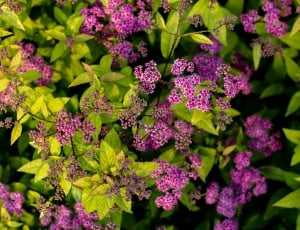 close up shot of purple flowers thumbnail