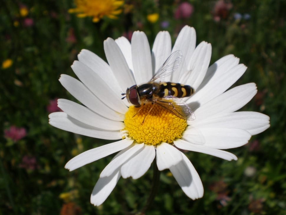 white daisy and honey bee preview