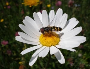 white daisy and honey bee thumbnail