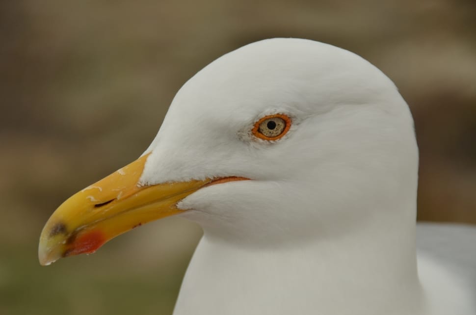seagull bird preview