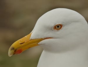 seagull bird thumbnail