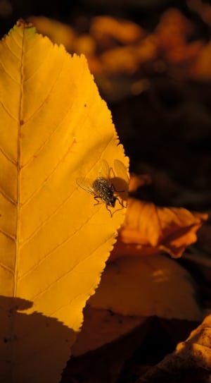 grey common housefly thumbnail