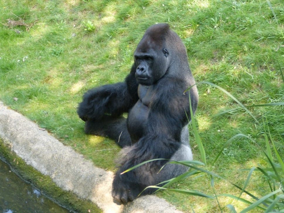 black gorilla on grass field preview