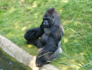 black gorilla on grass field thumbnail