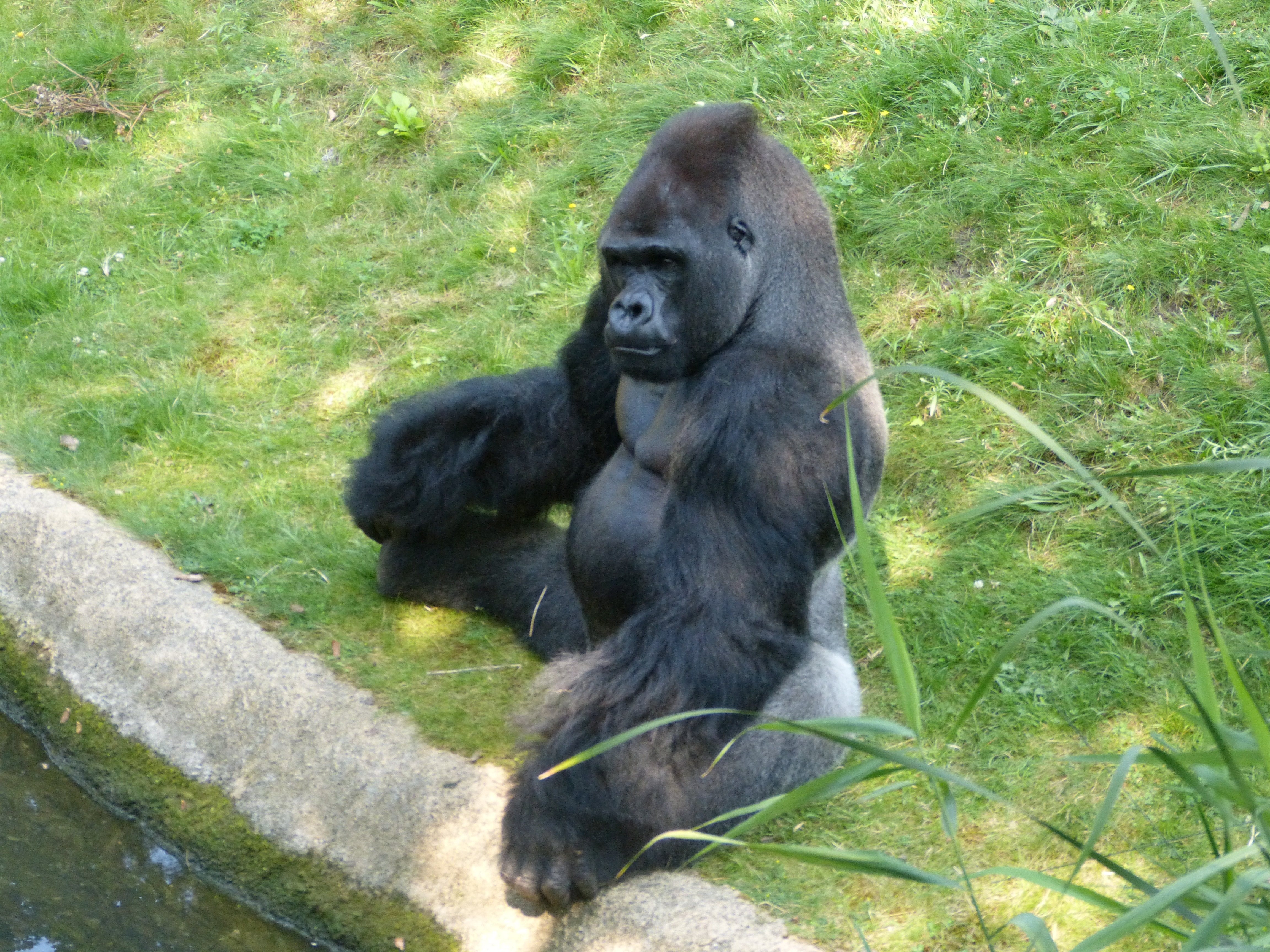 black gorilla on grass field