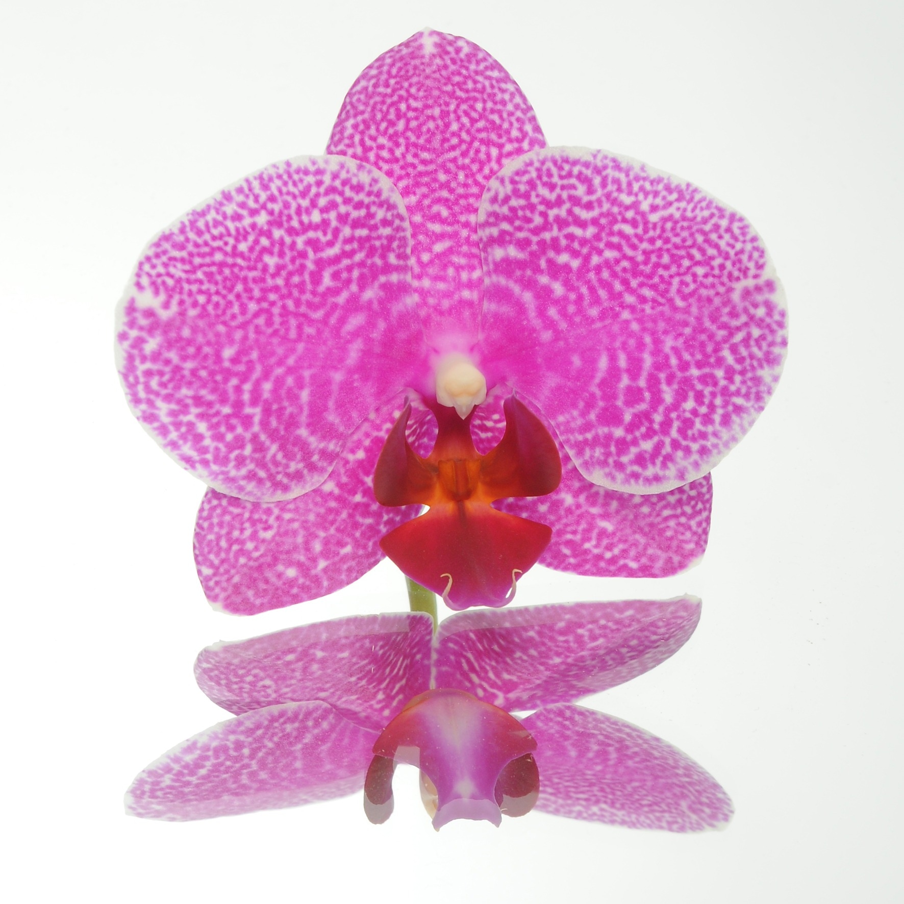 Орхидея Фаленопсис Лава