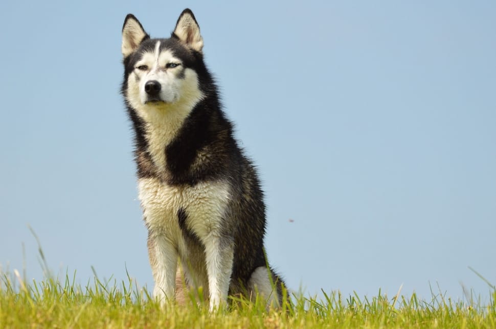black and white siberian husky preview