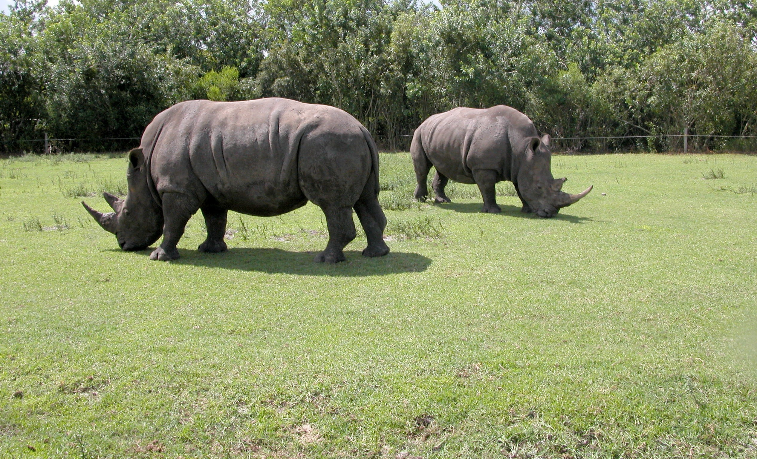 2 grey rhinoceros