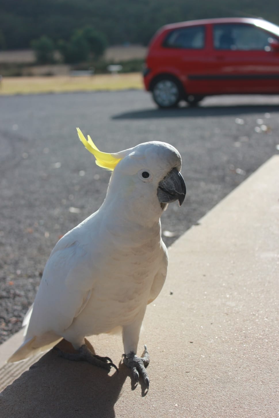 white cockatoo preview