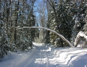 trees covered with snow during daytime thumbnail