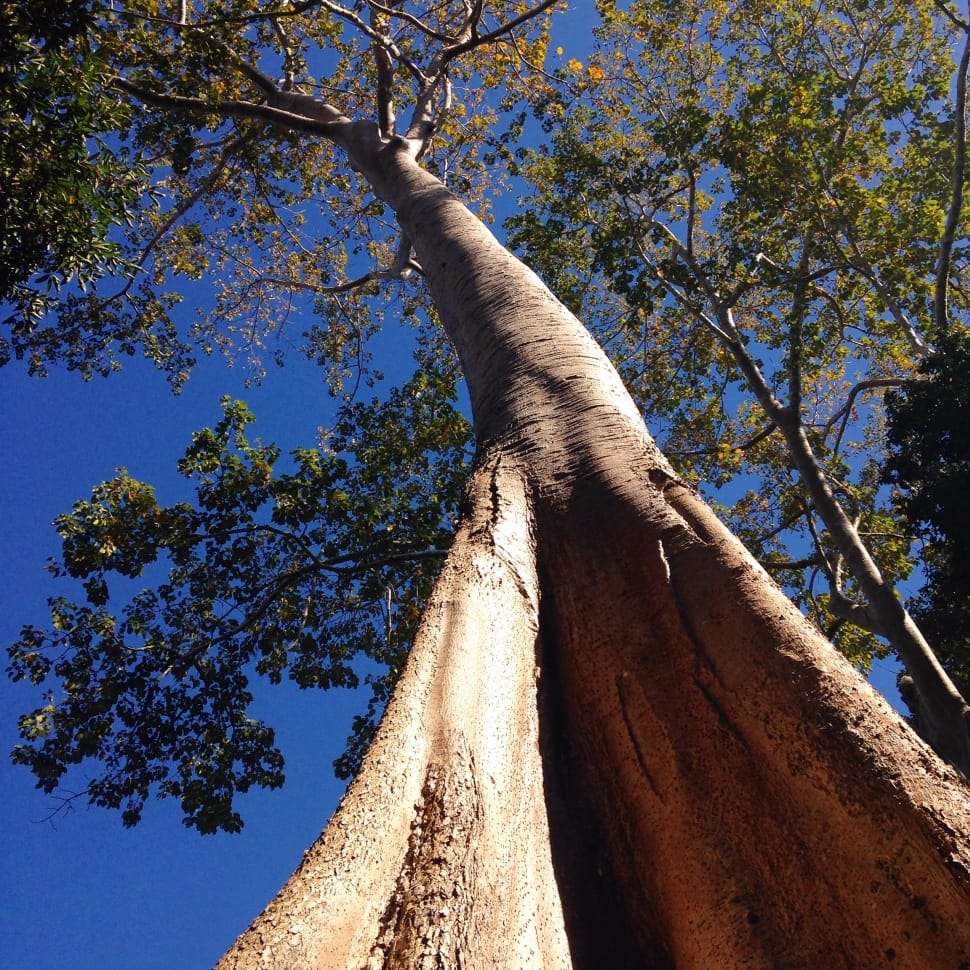 green leafed tree preview
