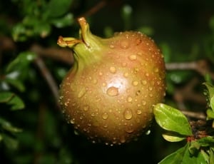 pomegranate thumbnail