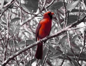 cardinal bird thumbnail