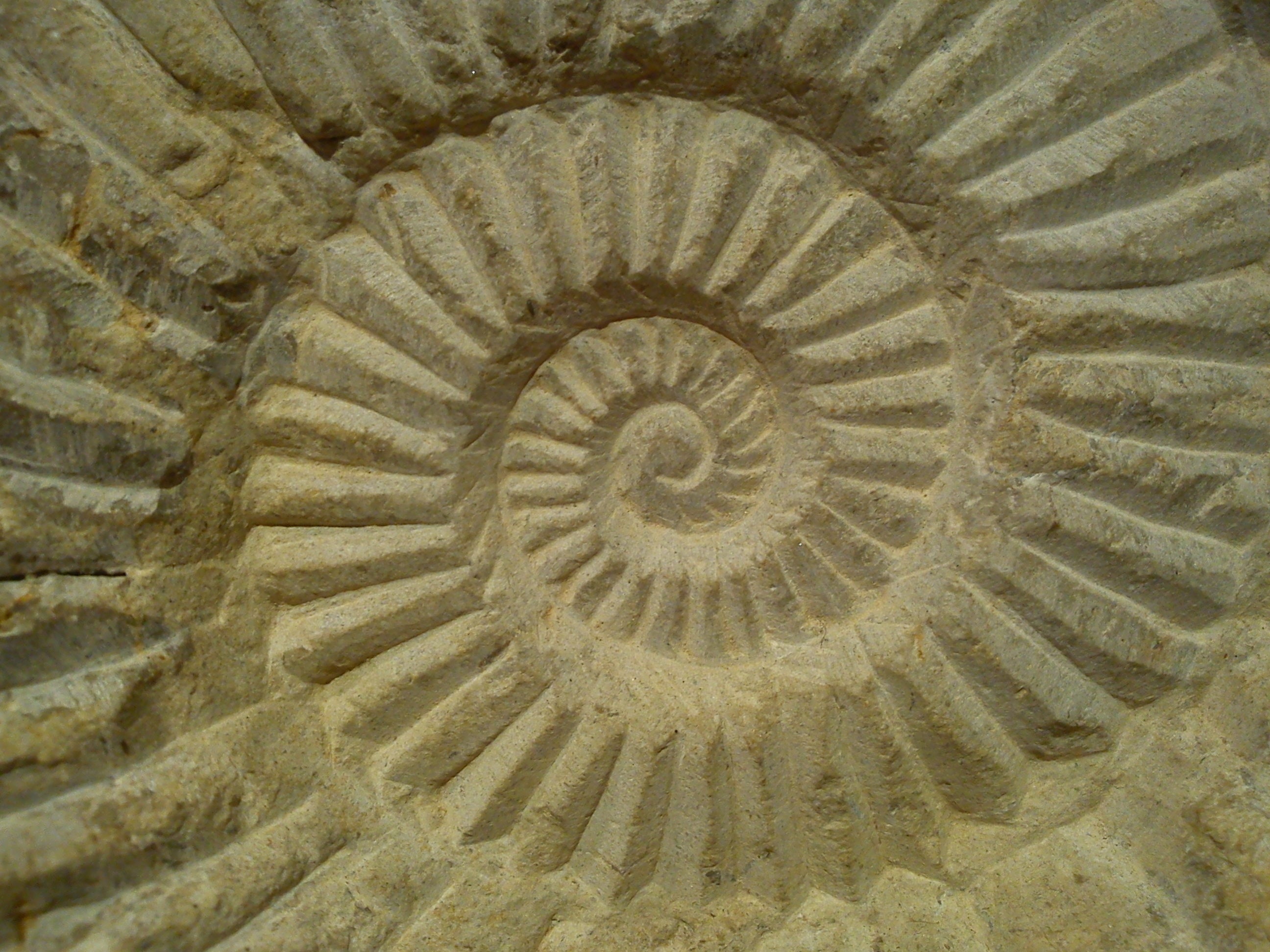 shell artifact