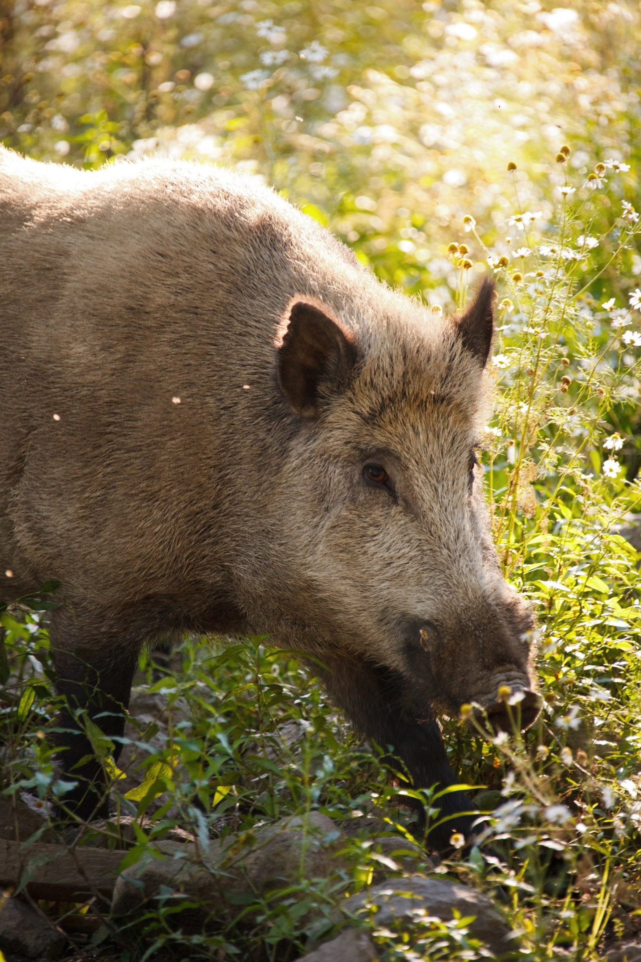 1080x1920 wallpaper | beige and brown wild boar | Peakpx