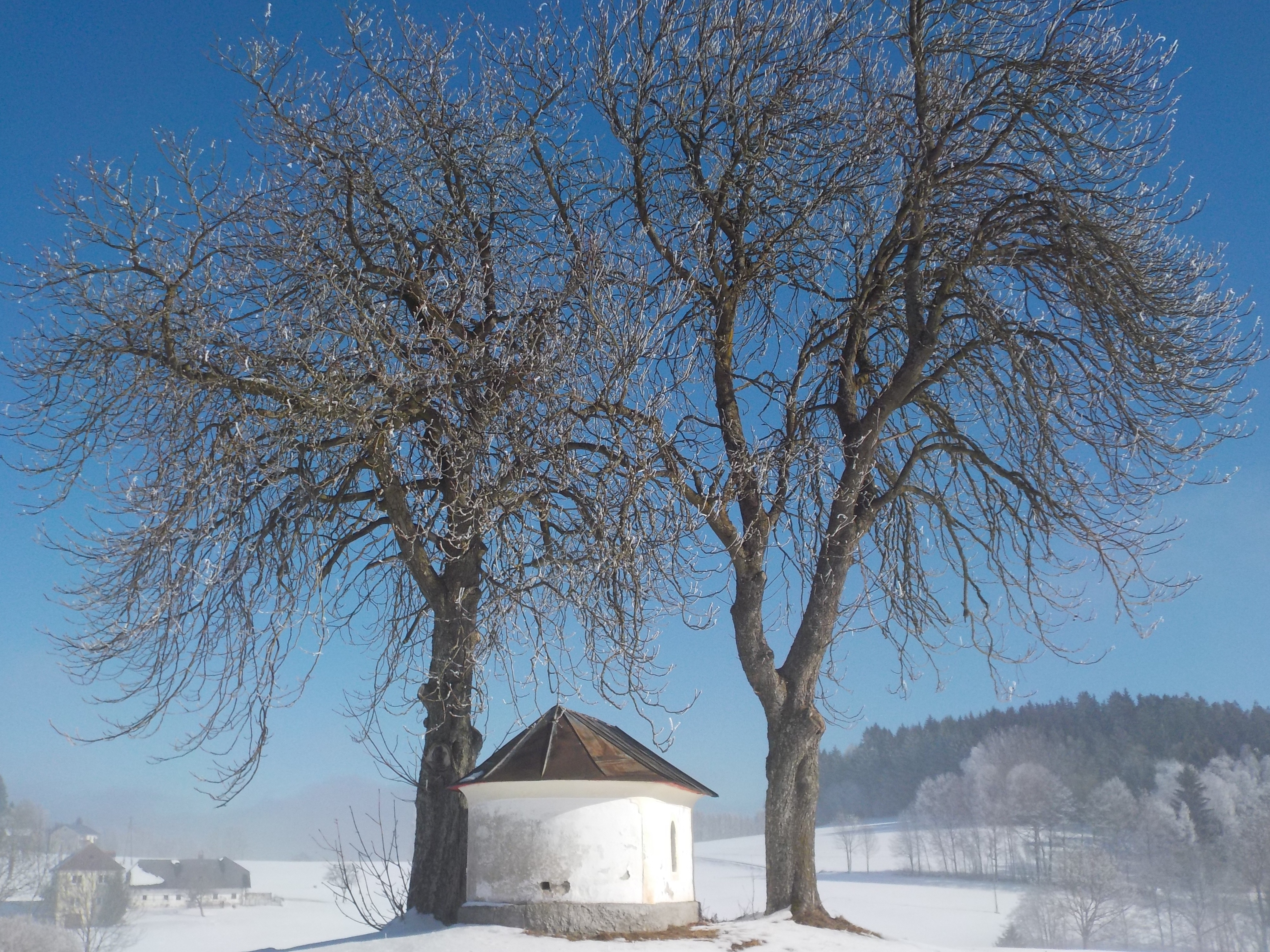 brown leafless tree