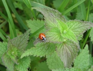 red ladybug thumbnail