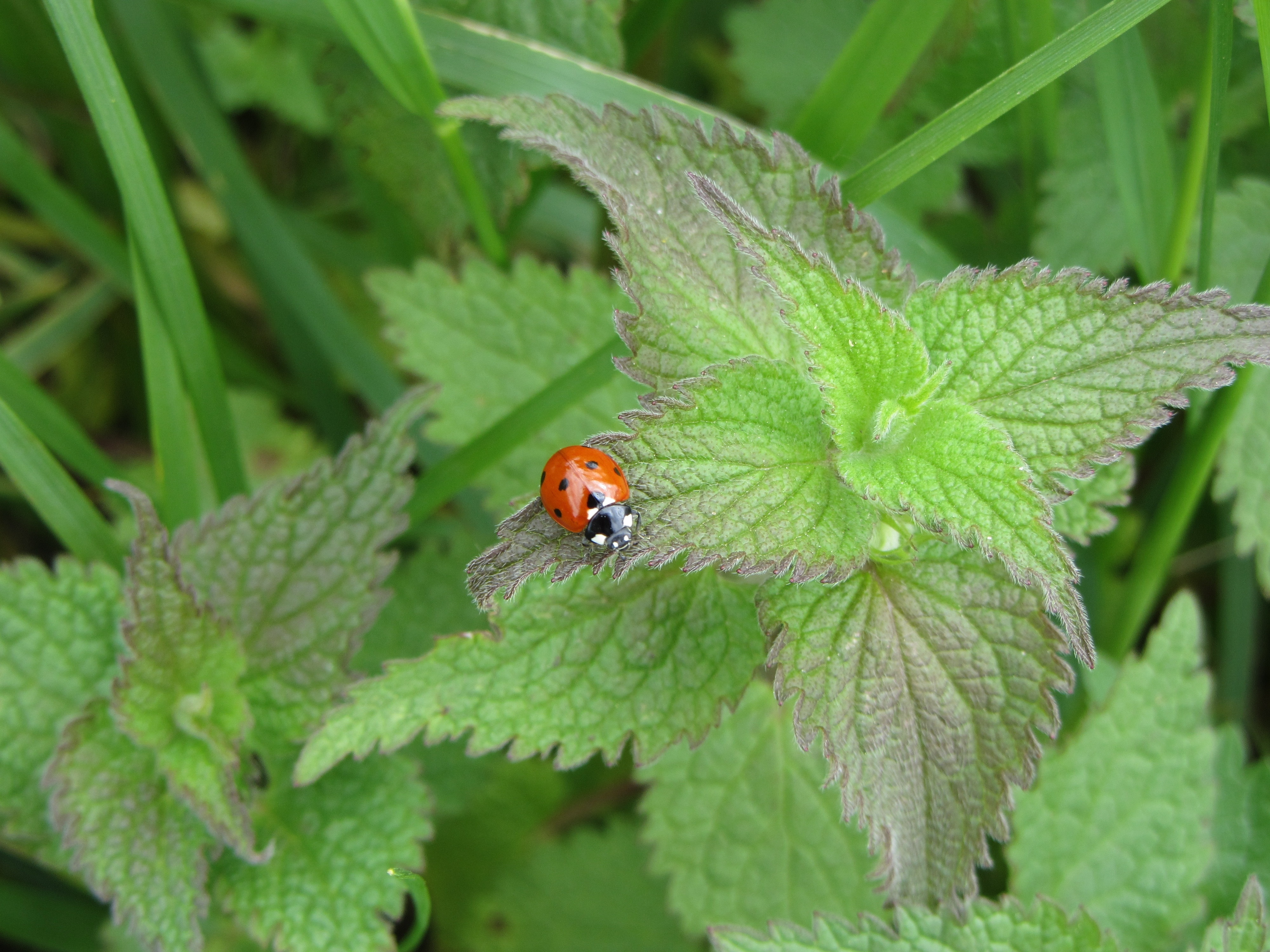 red ladybug